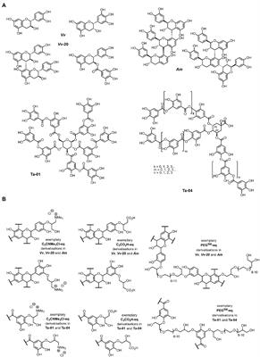 Effect of chemical modifications of tannins on their antimicrobial and antibiofilm effect against Gram-negative and Gram-positive bacteria